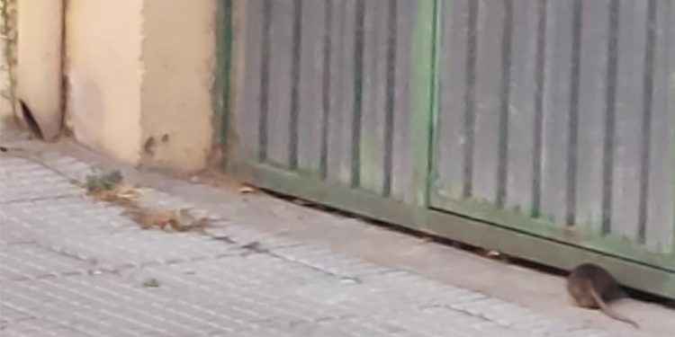 Las ratas corren por el barrio de La Asunción