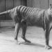 86 años hace que murió Benjamín, el último tigre de Tasmania 1