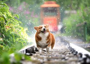 Estas razas de perros podrán viajar en tren según Renfe 2