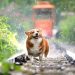 Estas razas de perros podrán viajar en tren según Renfe 1