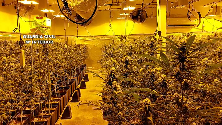 La Guardia Civil interviene más de 10.000 plantas de marihuana 1