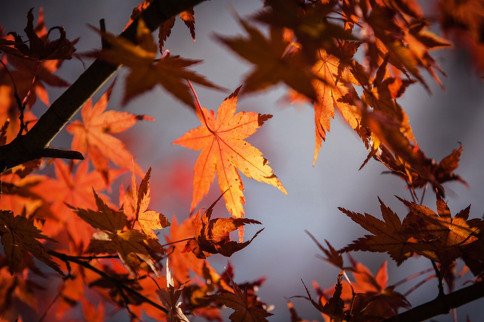 Es hora de que todo se cubra de hojas: llega el otoño 2