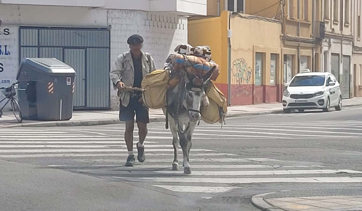 Un peregrino se pasea con su burro por León 1