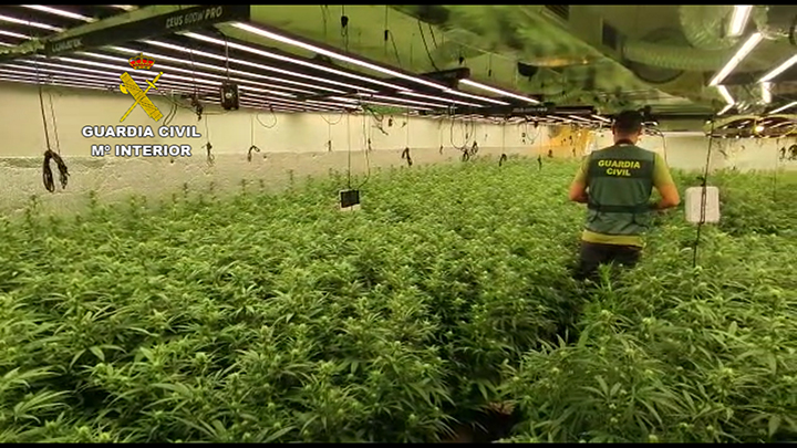 La Guardia Civil interviene más de 10.000 plantas de marihuana 6