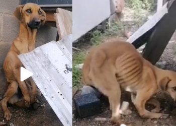 rescata perro que camina como humano