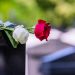 ¿Por qué se llevan flores al cementerio el día 1 de noviembre? 1