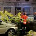 Un árbol cae sobre un turismo