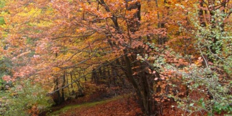 El faedo de Orzonaga explosiona en otoño