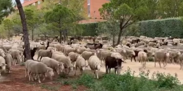 Un rebaño de ovejas se lleva por delante a Pedroche