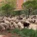 Un rebaño de ovejas se lleva por delante a Pedroche