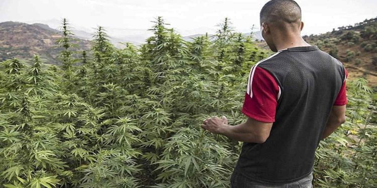 Primeros permisos para el cultivo de cannabis