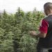 Primeros permisos para el cultivo de cannabis