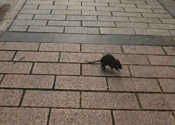 Ratas en las calles de Trobajo