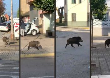 Un jabalí se pasea por el centro de Ponferrada 2