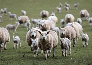 unas ovejas