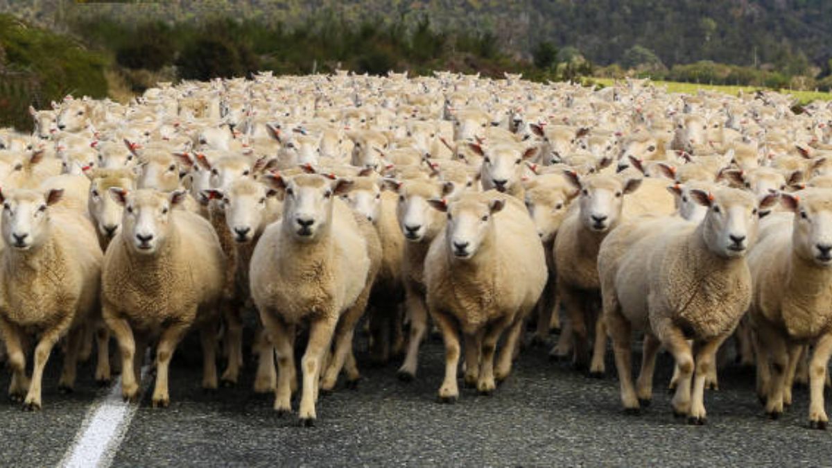 El extraño caso de unas ovejas que pasaron 12 días girando en círculos 1
