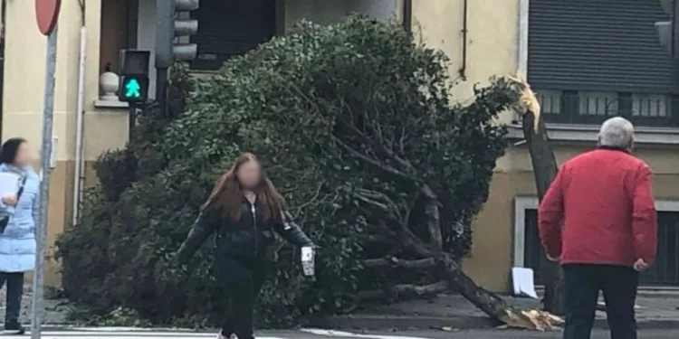 Un árbol cae contra una casa en León