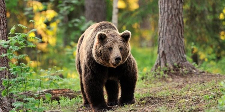 El vídeo de un oso en Laciana