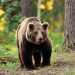 El vídeo de un oso en Laciana