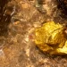 Ríos para encontrar oro en León