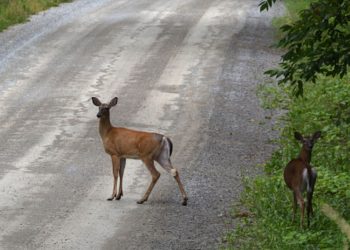 Aumento de cruce de animales salvajes en las carreteras de León 1