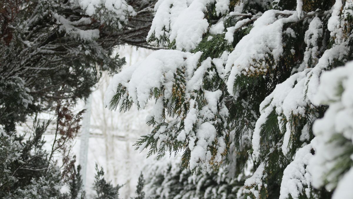 Las mejores fotografías de la primera nevada del año en León 8