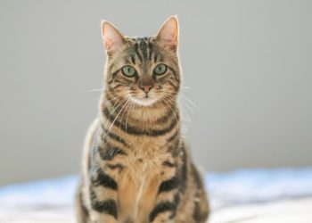 La Ley de Bienestar Animal clasifica a los gatos de esta forma 1