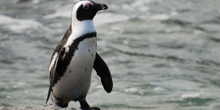 Un pingüino ha sido adoptado por Maristas
