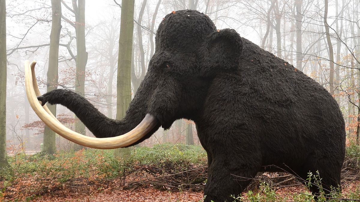 Científicos ponen el foco en revivir una especie extinta, el mamut 1