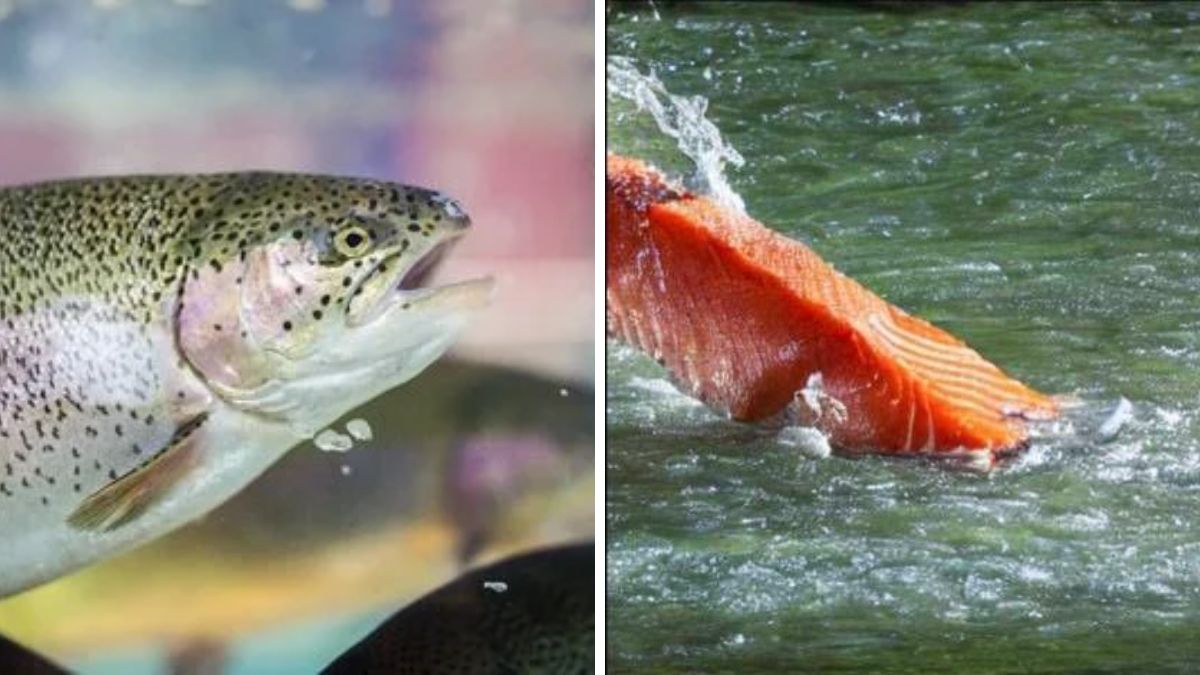 This is what a swimming salmon would look like according to an AI 1
