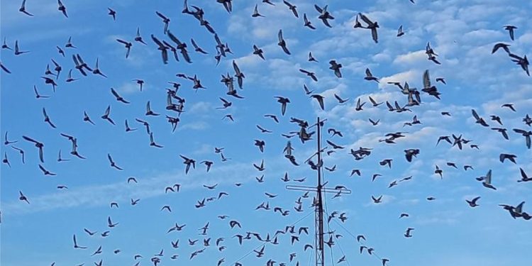 Un ejército de palomas contra las terrazas