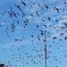 Un ejército de palomas contra las terrazas