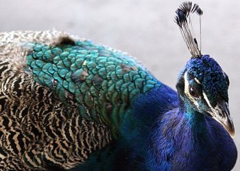 Un pavo real fue atacado con un cono