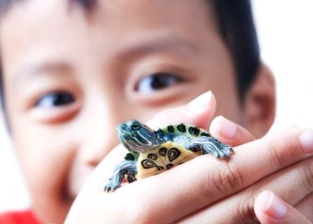 Prohibición de tener tortuga como mascota