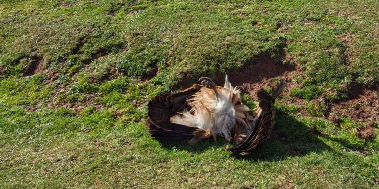 Más de una docena de buitres muertos