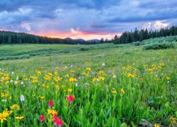 Los efectos del cambio climático en la primavera