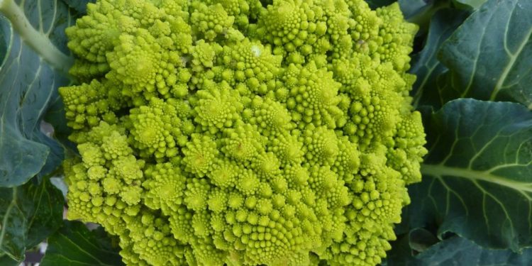 romanesco