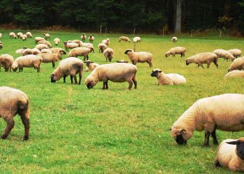 El pastoreo de animales