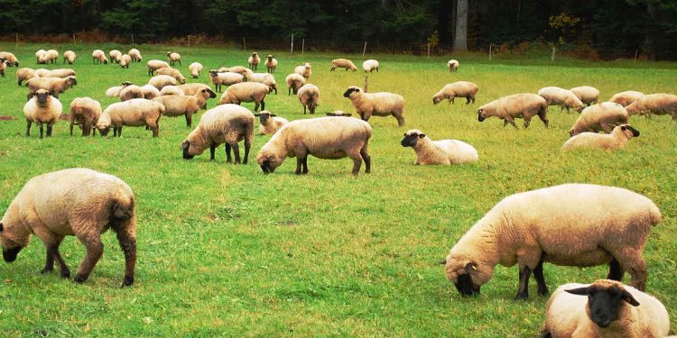 El pastoreo de animales