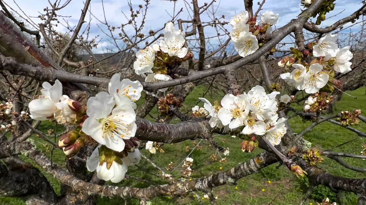 La primavera florece en este hermoso pueblo de León 1