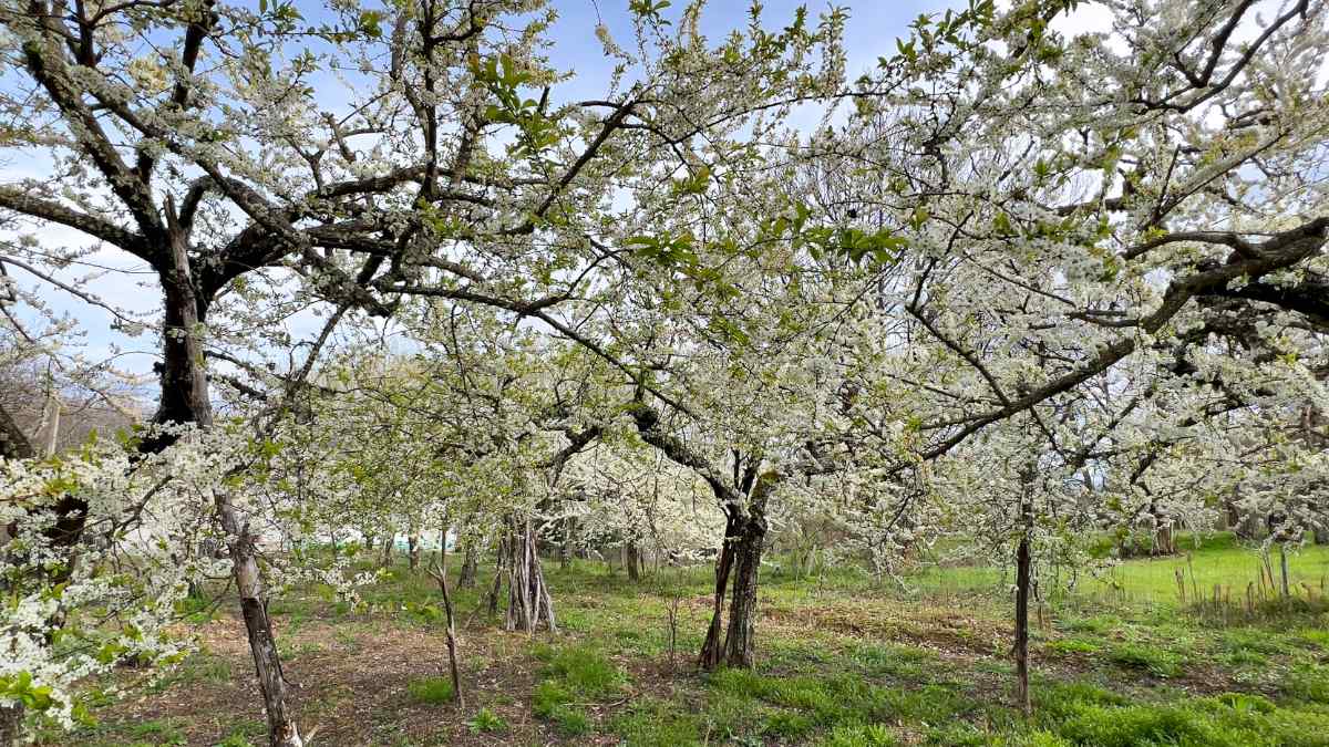 La primavera florece en este hermoso pueblo de León 5