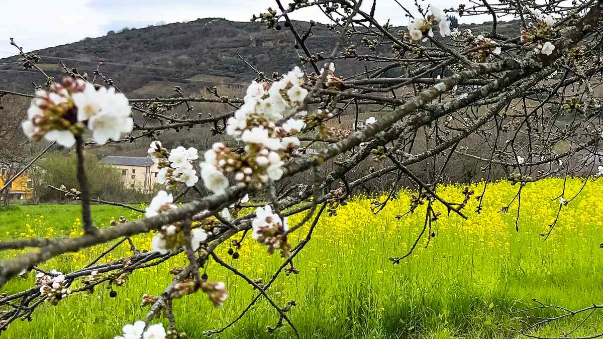 La primavera florece en este hermoso pueblo de León 8