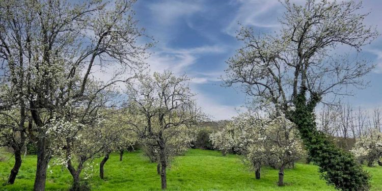 La primavera vive en este pueblo de León