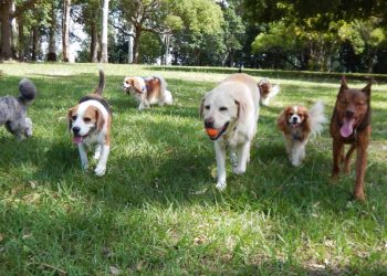 Grupo de perros en León