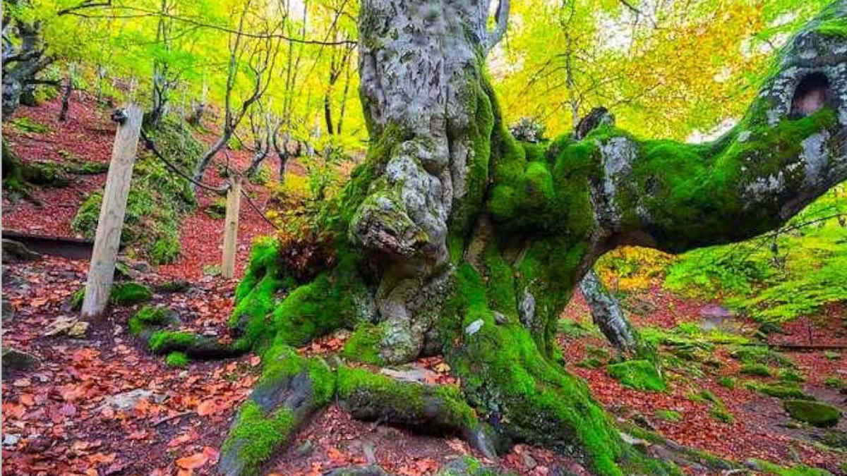 7 árboles de León que te sorprenderán por su antigüedad 2