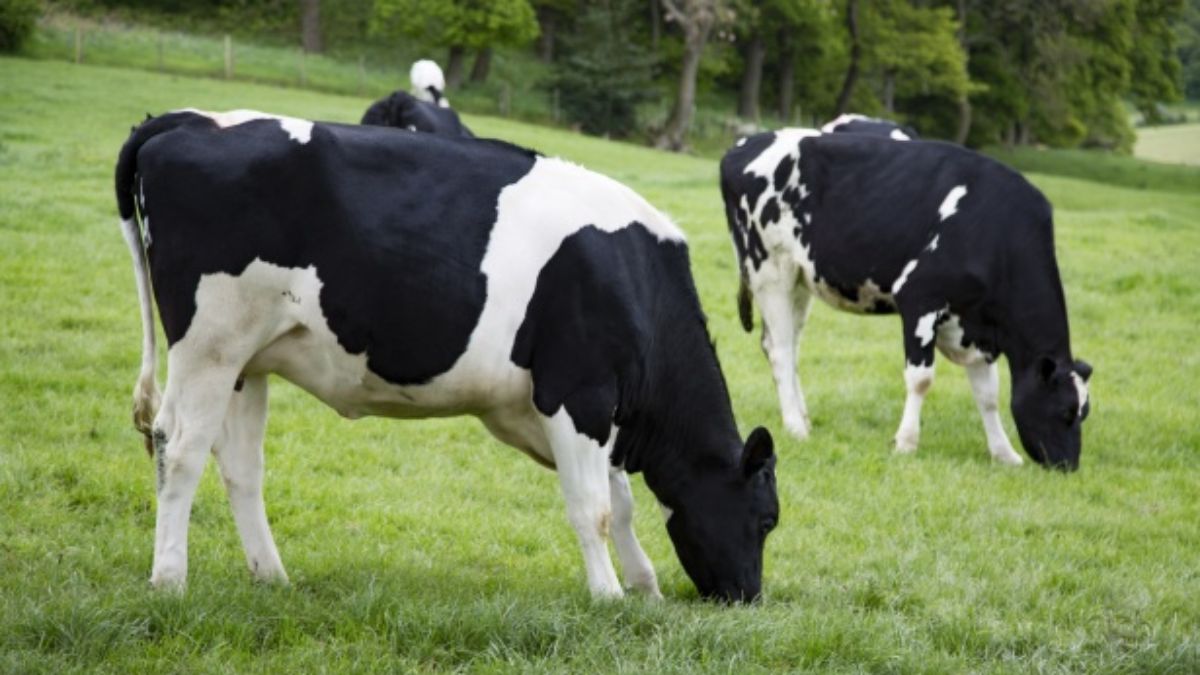 Terrible explosión en una granja deja más de 18.000 vacas muertas 1