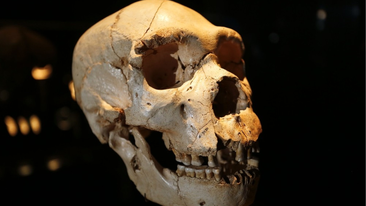 Cráneo de Miguelón