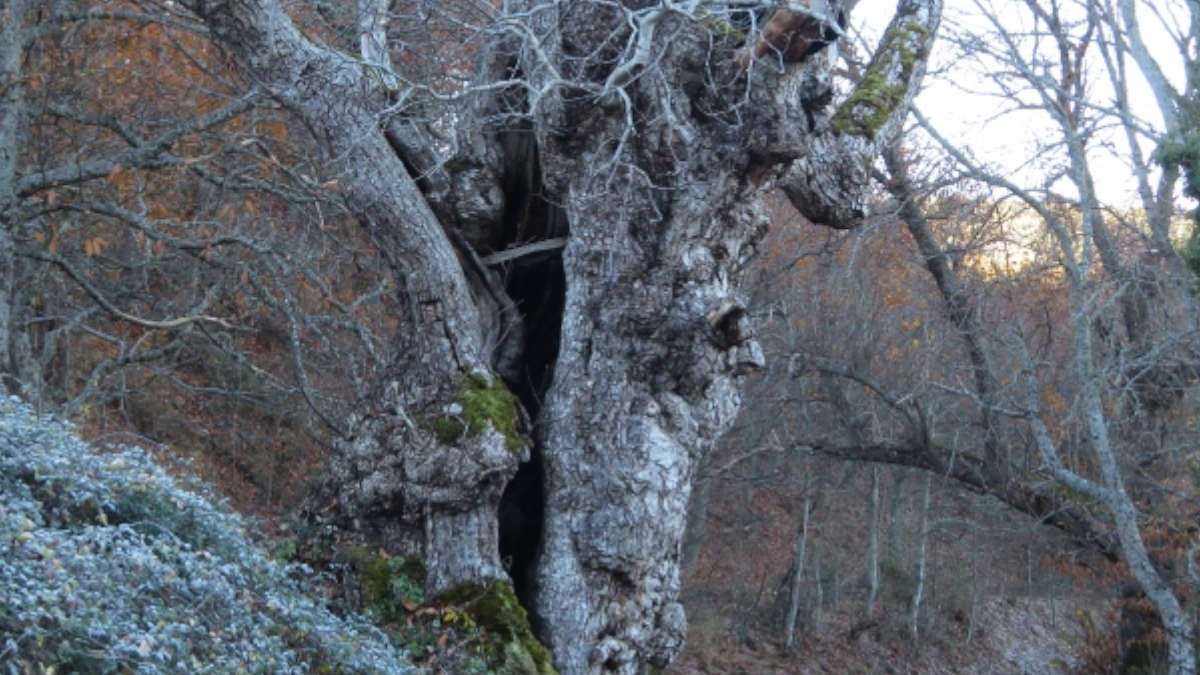 7 árboles de León que te sorprenderán por su antigüedad 6