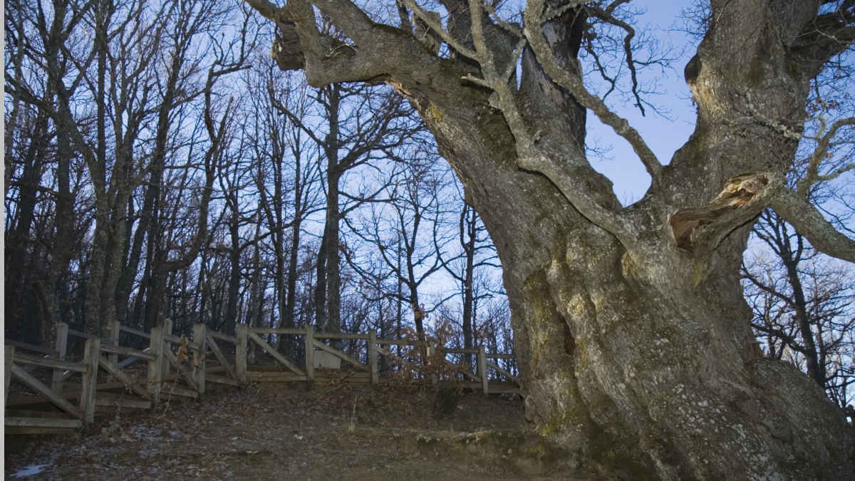 7 árboles de León que te sorprenderán por su antigüedad 3