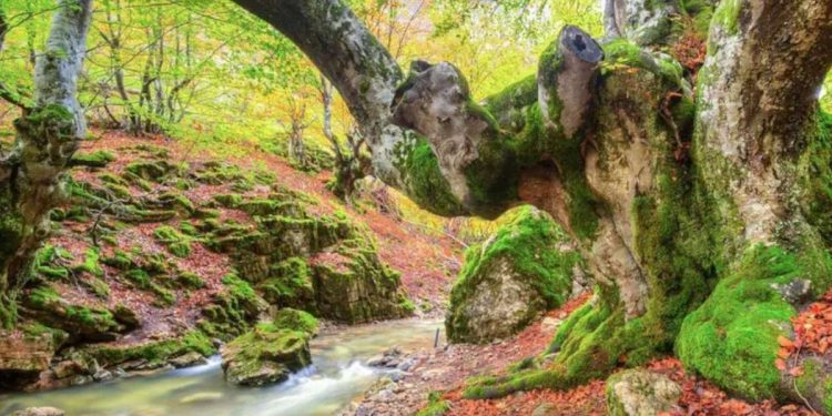 El bosque mejor cuidado